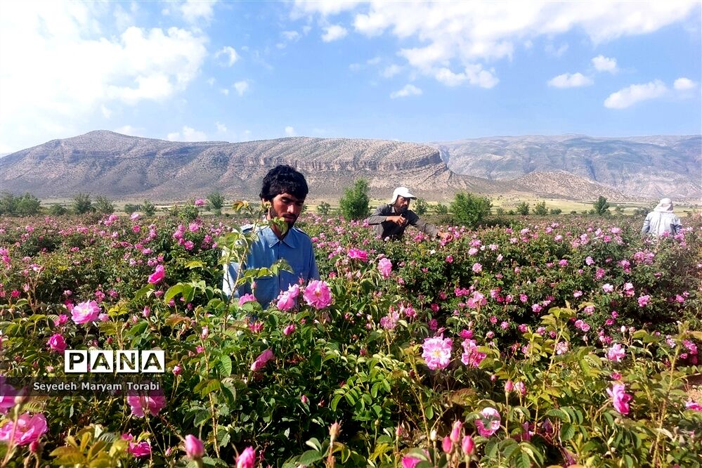 آغاز برداشت گل محمدی از باغات شهر میمند