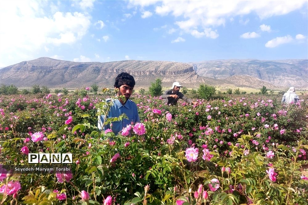 آغاز برداشت گل محمدی از باغات شهر میمند