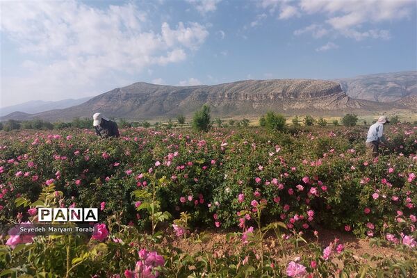 آغاز برداشت گل محمدی از باغات شهر میمند