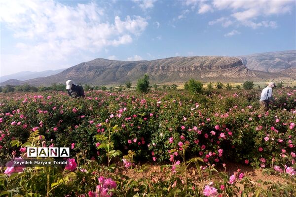 آغاز برداشت گل محمدی از باغات شهر میمند