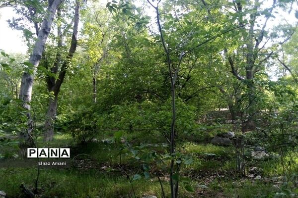 طبیعت امام‌زاده بابا پیر احمد در شهرستان بن