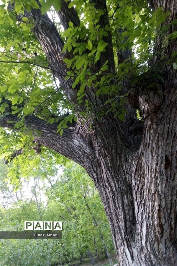 طبیعت امام‌زاده بابا پیر احمد در شهرستان بن