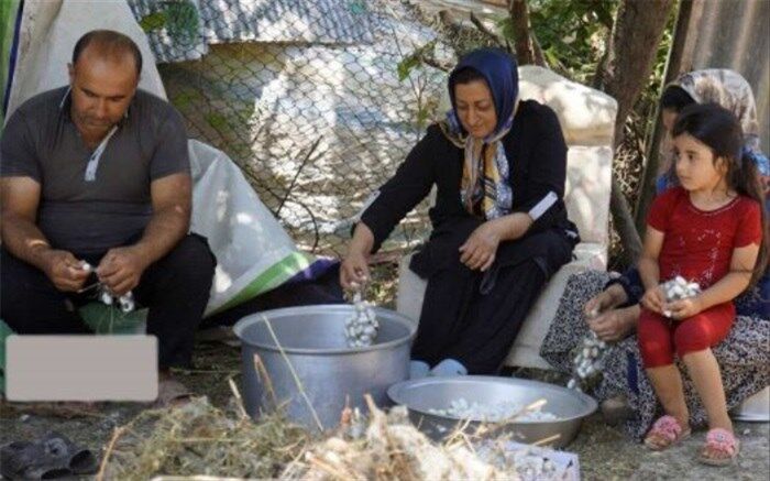آموزش نوغانداری به دانش‌آموزان طاهرگورابی صومعه‌سرا