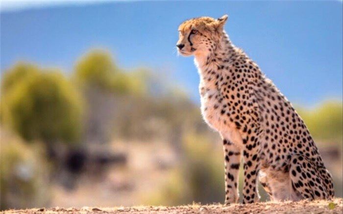 «ایران» باردار نیست