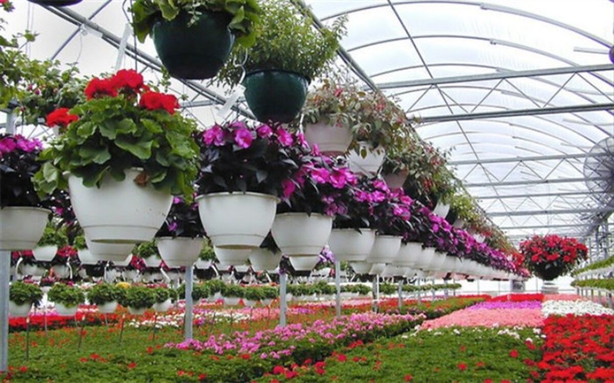 طراوت‌بخشی به شهر و ارتقای کیفیت زندگی شهروندان با توسعه صنعت گل و گیاه
