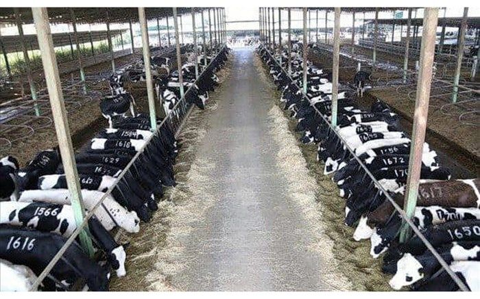 کارخانجات خوراک دام در سال جاری رتبه‌بندی می‌شوند