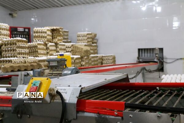 بازدید خبرنگاران از مجموعه مرغ صالحی کاشمر