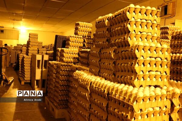 بازدید خبرنگاران از مجموعه مرغ صالحی کاشمر