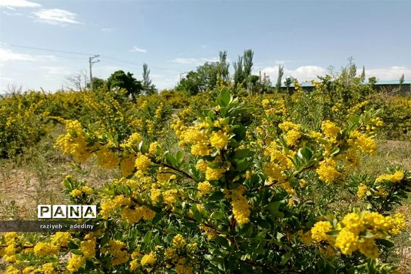 باغ زرشک روستای گسک درمیان