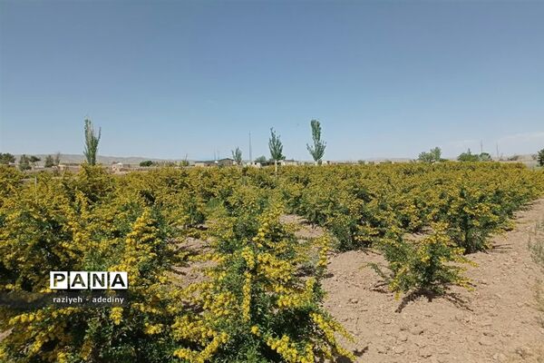 باغ زرشک روستای گسک درمیان