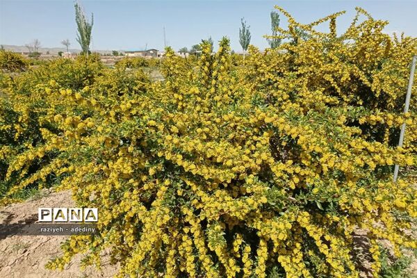 باغ زرشک روستای گسک درمیان
