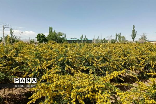 باغ زرشک روستای گسک درمیان