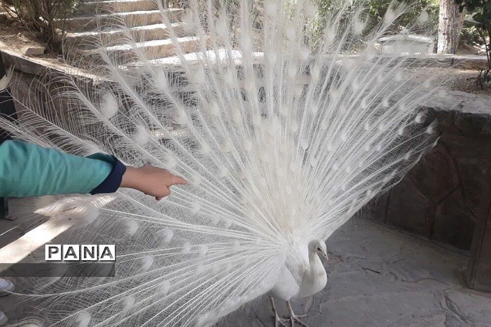 اردوی باغ پرندگان دانش‌آموزان  دبستان دخترانه  سما۲ رودهن