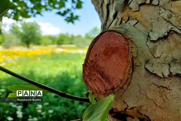 بازدید دانش‌آموزان آموزشگاه فرزانگان اسلامشهر از باغ گیاه‌شناسی ملی ایران