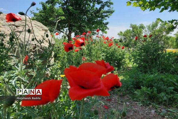بازدید دانش‌آموزان آموزشگاه فرزانگان اسلامشهر از باغ گیاه‌شناسی ملی ایران