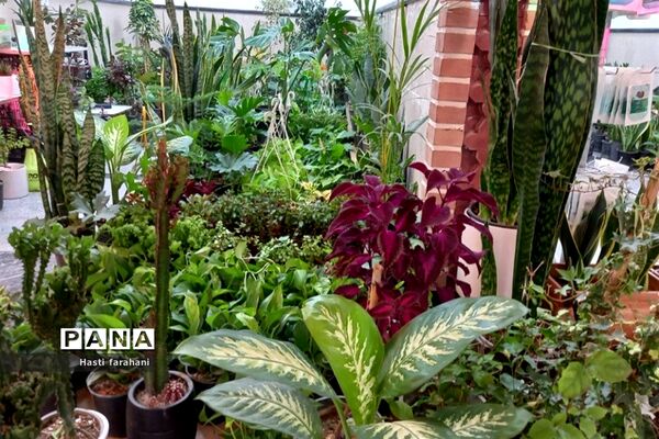 دومین نمایشگاه گل و گیاه در شهرستان قرچک‌
