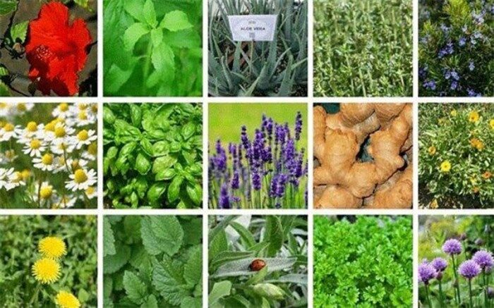 توسعه گیاهان دارویی جلوتر از اهداف برنامه ششم توسعه