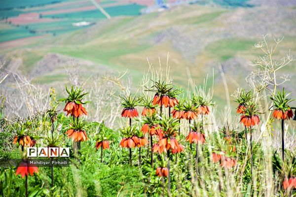 دشت لاله‌های واژگون در اراک