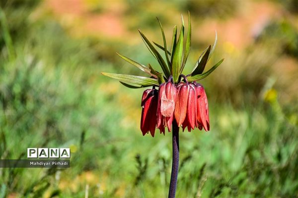 دشت لاله‌های واژگون در اراک