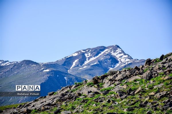 دشت لاله‌های واژگون در اراک