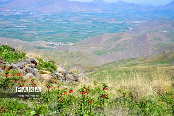 دشت لاله‌های واژگون در اراک