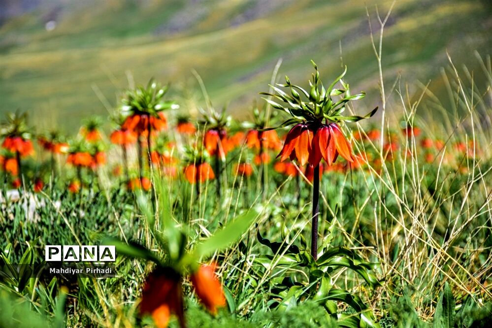 دشت لاله‌های واژگون در اراک