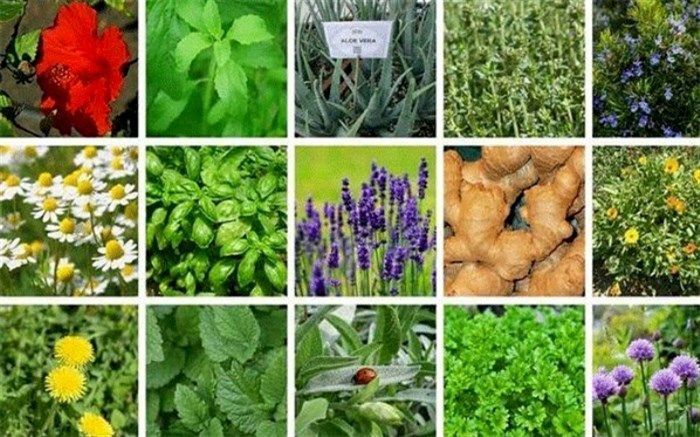 رشد 37 درصدی صادرات گیاهان دارویی در سال گذشته