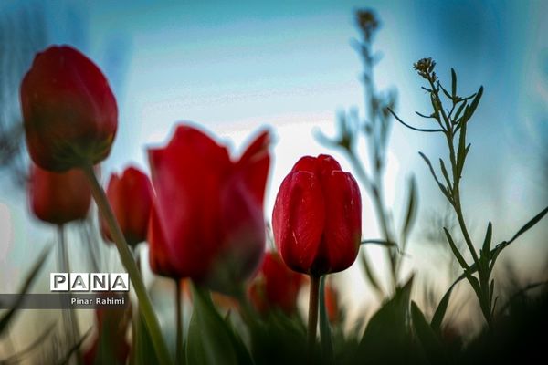 مزرعه لاله در روستای «اسپره خون» تبریز