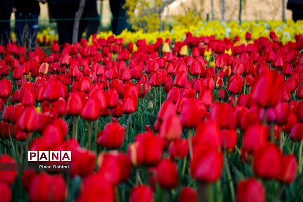 مزرعه لاله در روستای «اسپره خون» تبریز