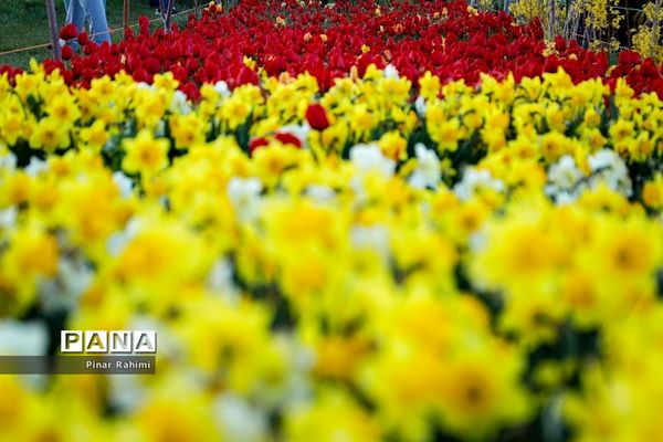 مزرعه لاله در روستای «اسپره خون» تبریز