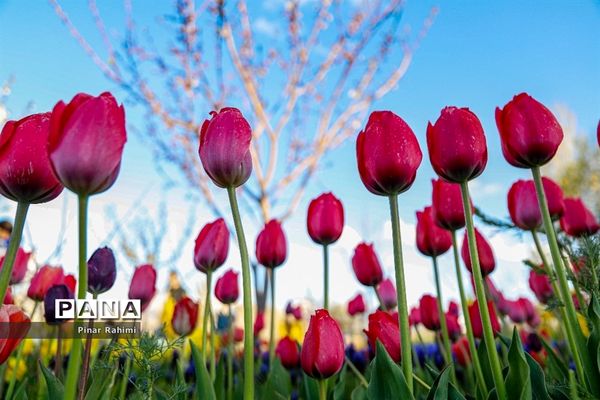 مزرعه لاله در روستای «اسپره خون» تبریز