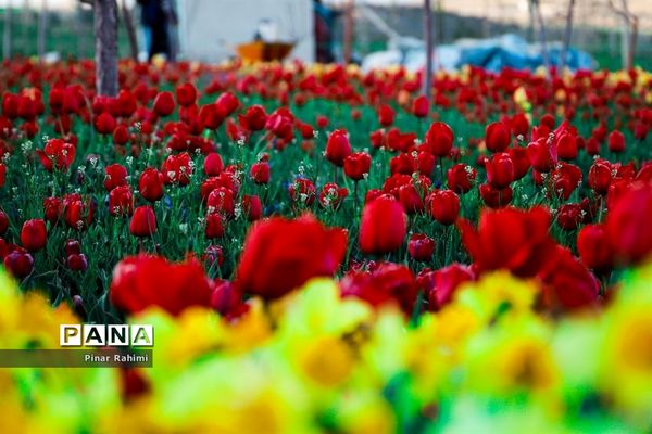 مزرعه لاله در روستای «اسپره خون» تبریز