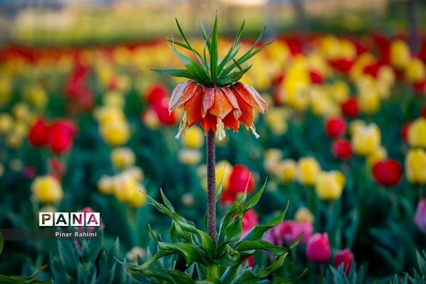 مزرعه لاله در روستای «اسپره خون» تبریز