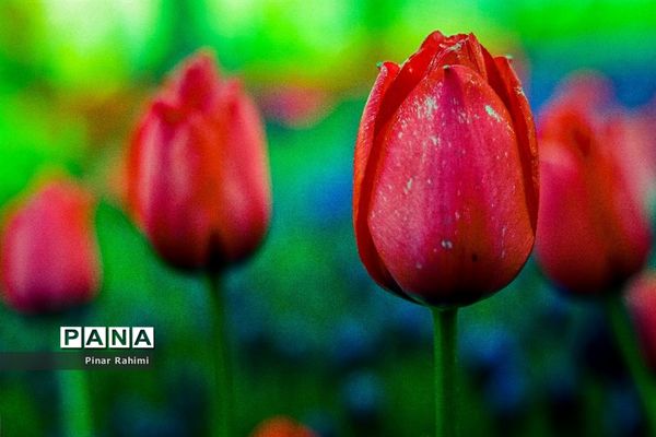 مزرعه لاله در روستای «اسپره خون» تبریز