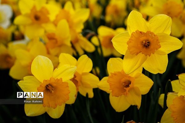 مزرعه لاله در روستای «اسپره خون» تبریز