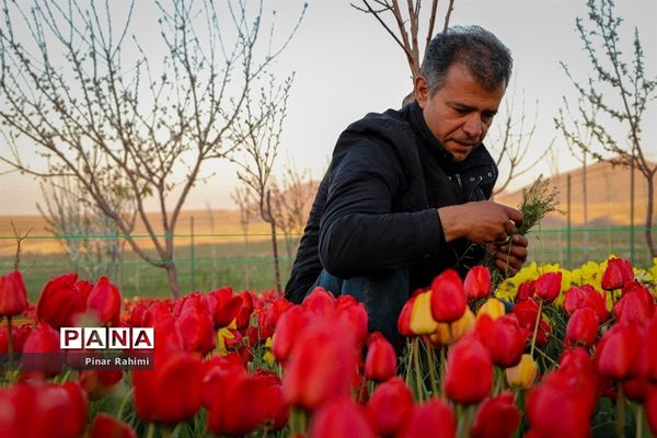 مزرعه لاله در روستای «اسپره خون» تبریز