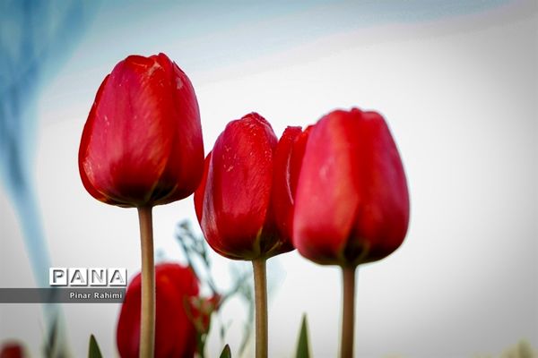 مزرعه لاله در روستای «اسپره خون» تبریز