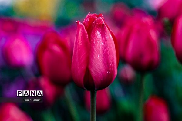 مزرعه لاله در روستای «اسپره خون» تبریز