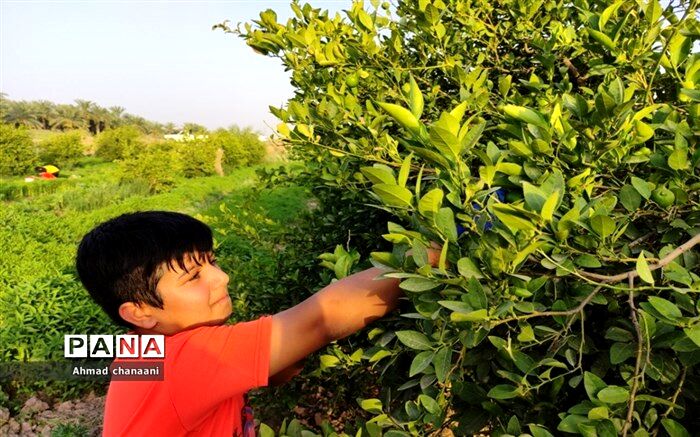 ورود سازمان تعاون روستایی به خرید توافقی لیمو از باغداران