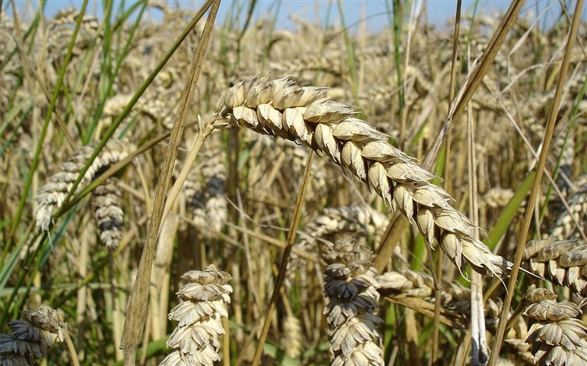 ارزش گندم‌های خریداری شده به ۱۵۰ هزار میلیارد تومان رسید