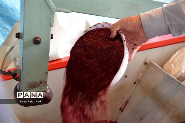 نگین سرخ‌فام آذربایجان از تولید تا فرآوری