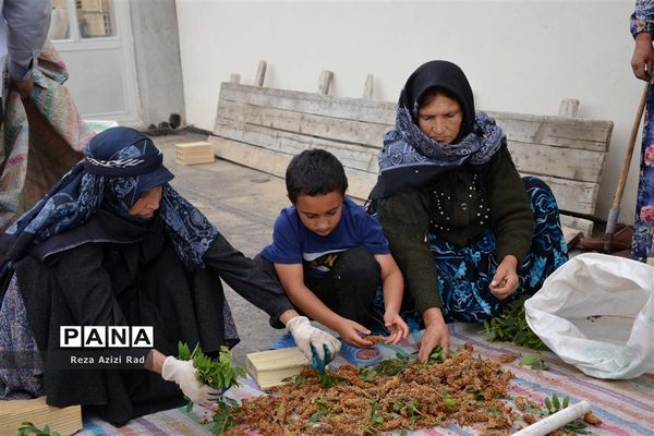 نگین سرخ‌فام آذربایجان از تولید تا فرآوری