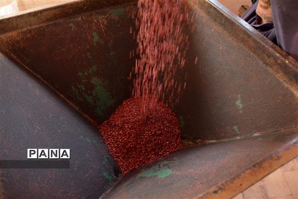 نگین سرخ‌فام آذربایجان از تولید تا فرآوری