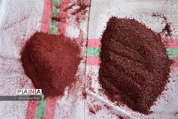 نگین سرخ‌فام آذربایجان از تولید تا فرآوری