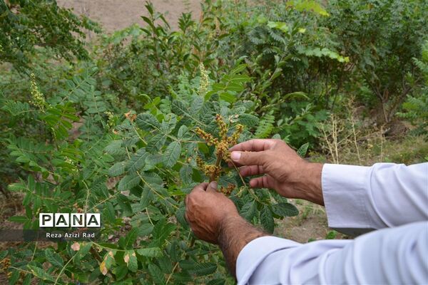 نگین سرخ‌فام آذربایجان از تولید تا فرآوری