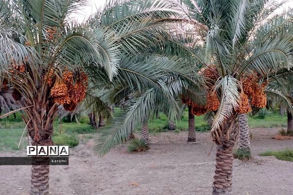 پیاده‌روی از مسیر العلما تا کربلای معلی