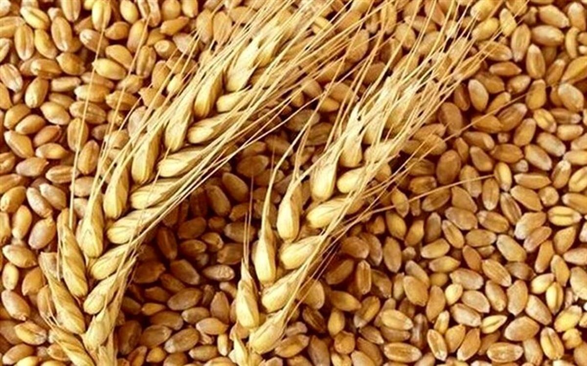 خرید تضمینی هزار و ۱۸۰ تن گندم در جلفا