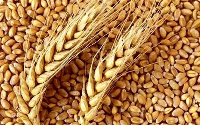 خرید تضمینی هزار و ۱۸۰ تن گندم در جلفا