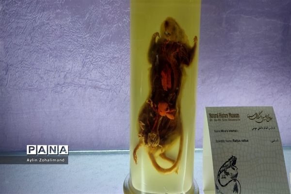 موزه تاریخ طبیعی در همدان