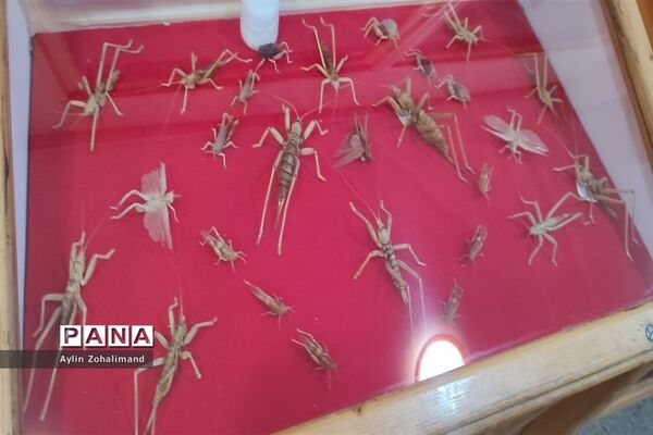 موزه تاریخ طبیعی در همدان